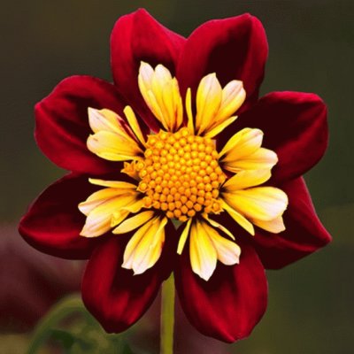 Blooming Dahlia