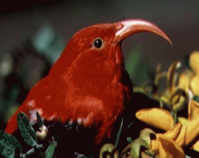 I-iwi (Vestiaria Coccinea) - HawÃ¡i