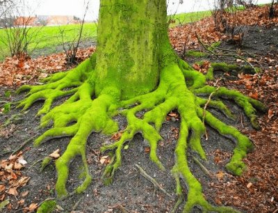 mossy roots