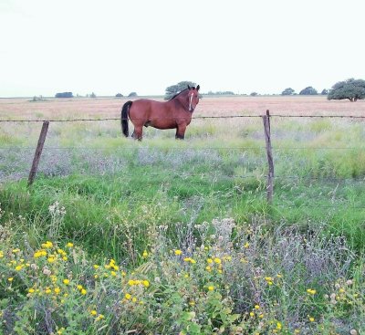 bello caballo