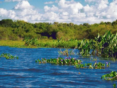 En Esteros del IberÃ¡. Corrientes. Argentina