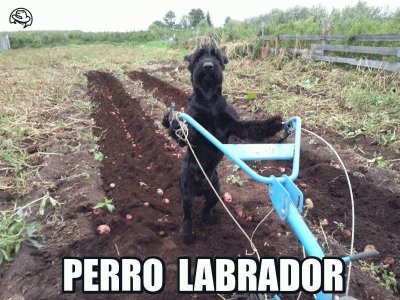 PERRO LABRADOR