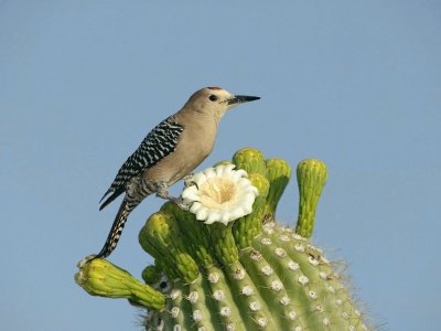 PAJAROS