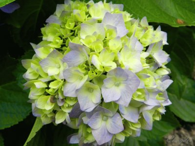 hortensia