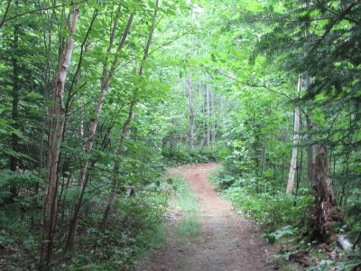 Favourite woods path