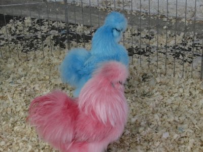 Funky chickens at the petting zoo