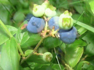 I love blueberries!