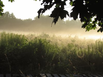 Spider web in misty morning