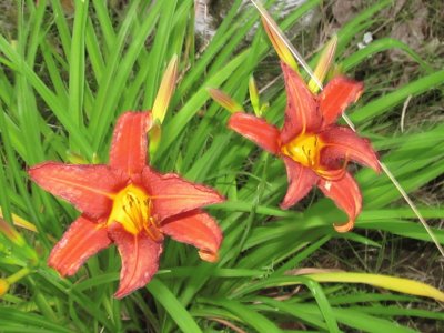 Pretty Tiger Lillies