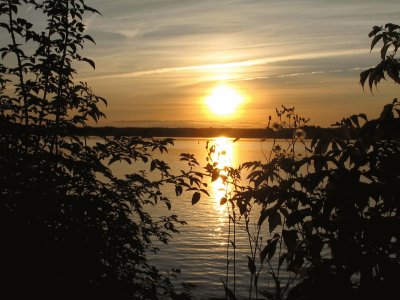 Sunset between two bushes