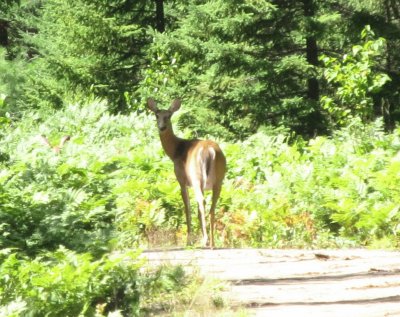 Deer in woods during bike-ride