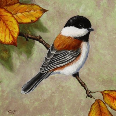 Chickadee Bird