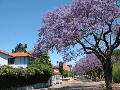 En Saavedra. Ciudad de Buenos Aires. Argentina