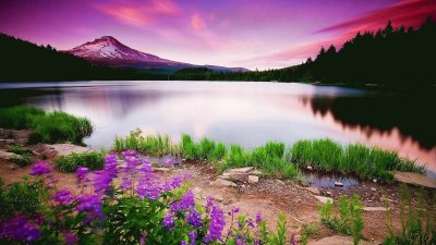 Purple Wild Flowers by Gorgeous Lake Setting