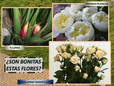 Â¿SON BONITAS ESTAS FLORES?