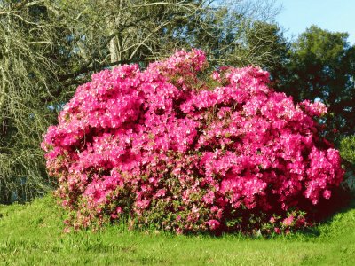 primavera en el Delta