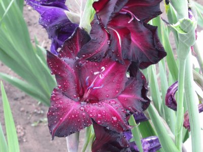 Plum-perty  gladiolas