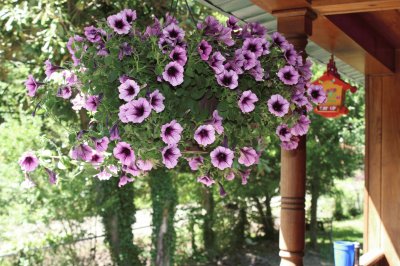 Purple flowers