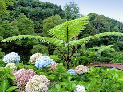 hortensias