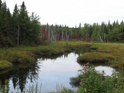 Fall colours starting in the swamp