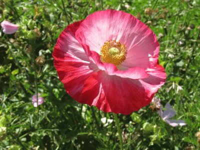 A different pink flower