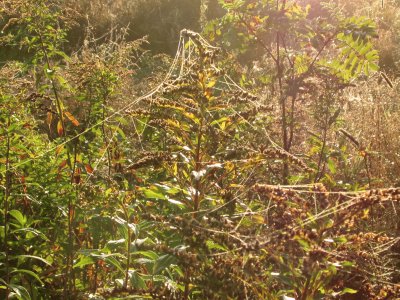 Spider webs in the field at dawn