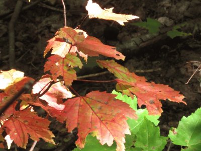 Maple trees changing to red