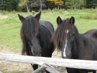 A friend 's little ponies