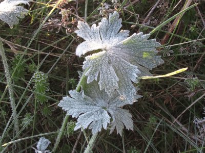 Our first frost of 2016