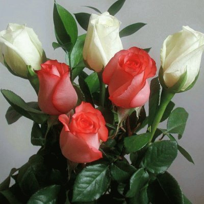 (14) Rosas