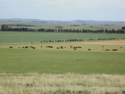 En el campo bonaerense. Argentina