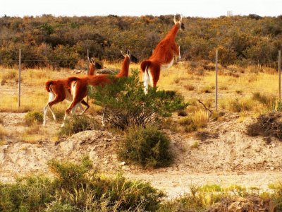 En la PenÃ­nsula de ValdÃ©s. Chubut. Argentina