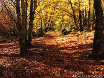 otoÃ±o