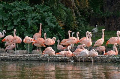 flamencos