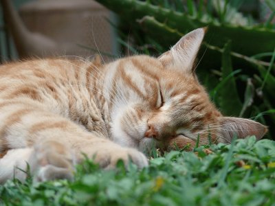 siesta al sol