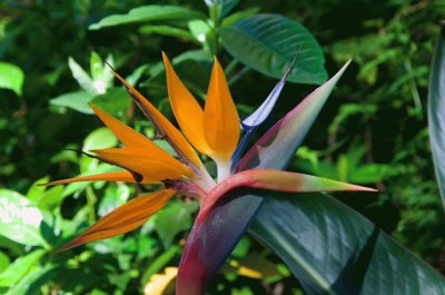 strelitzia