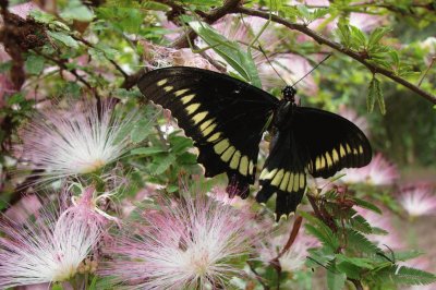 mariposa