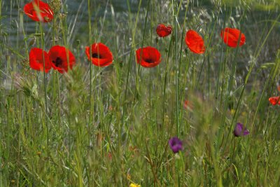 AMAPOLAS