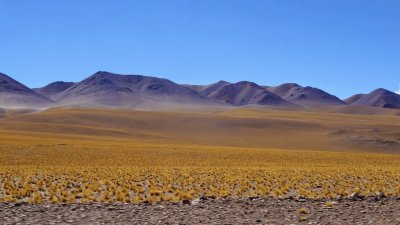 A la vera de la RN 60. Catamarca. Argentina