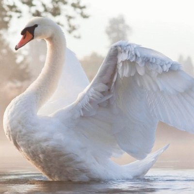 cisne