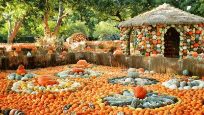 Pumpkin Village at the Aboretum-Dallas, TX