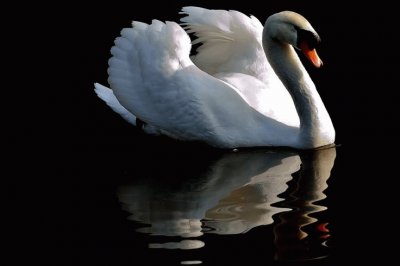 cisne