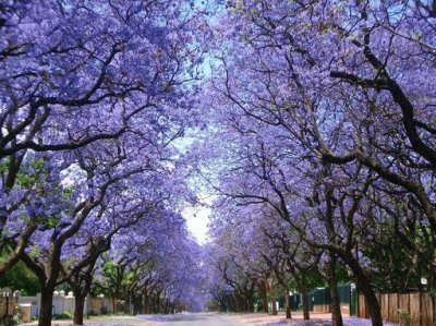 jacarandÃ¡