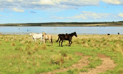 caballos en la laguna