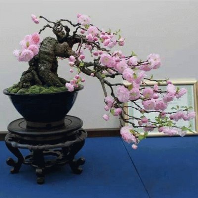 (84) Ikebana