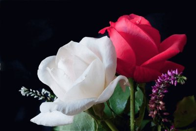 (88) Rosas