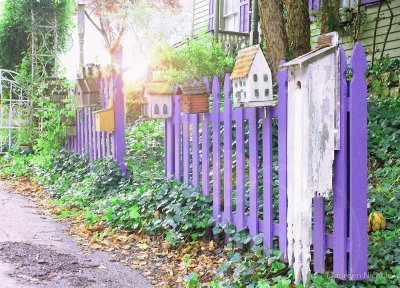 Vintage Purple Fence