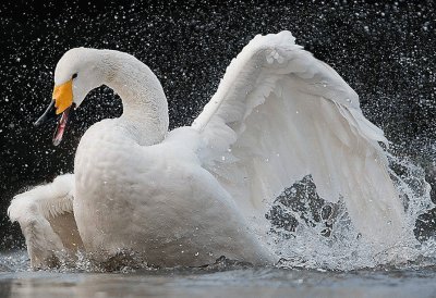 cisne