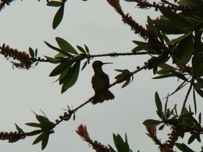 colibrÃ­