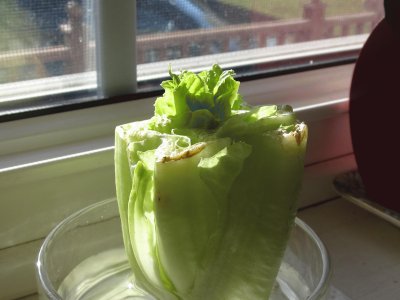 Regrow Romaine lettuce! Put stalk in water!